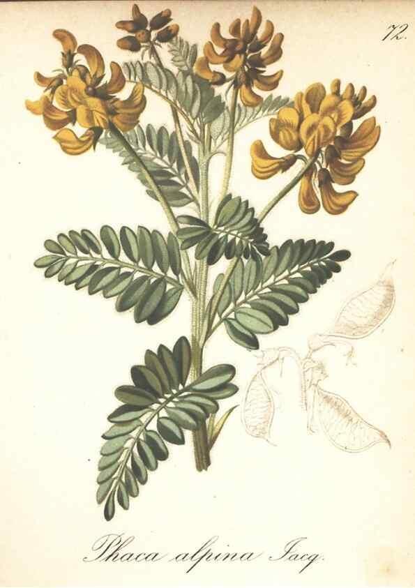 Reproducción/Reproduction 7163773605: Die Alpenpflanzen nach der Natur gemalt /. Prag :F. Tempsky,1879-1884.
