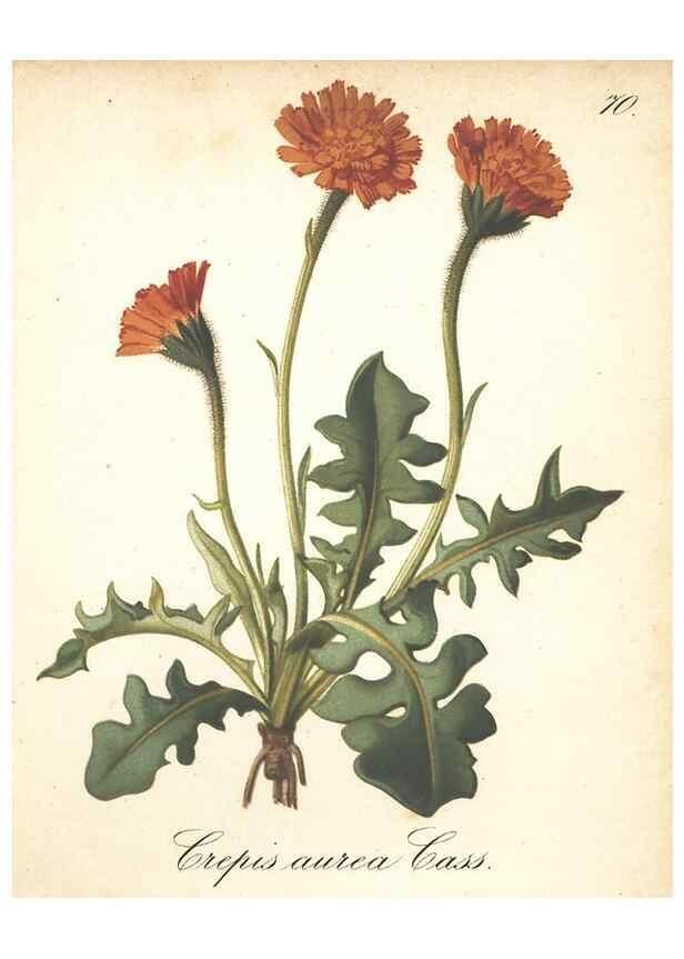 Reproducción/Reproduction 7163772455: Die Alpenpflanzen nach der Natur gemalt /. Prag :F. Tempsky,1879-1884.