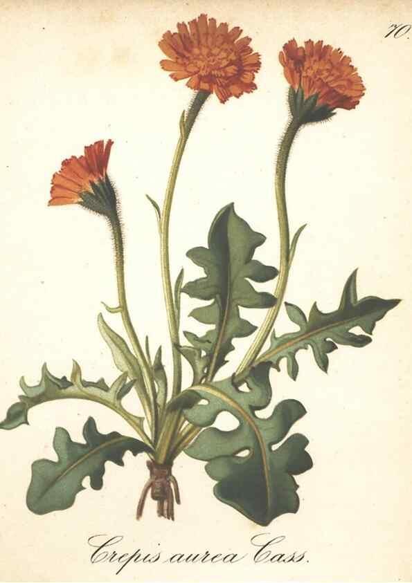 Reproducción/Reproduction 7163772455: Die Alpenpflanzen nach der Natur gemalt /. Prag :F. Tempsky,1879-1884.
