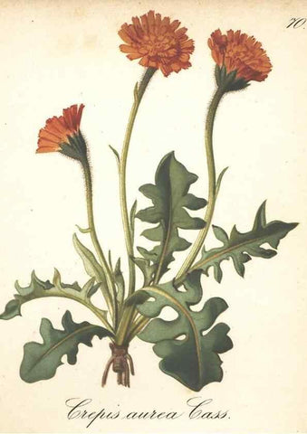 Reproducción/Reproduction 7163772455: Die Alpenpflanzen nach der Natur gemalt /. Prag :F. Tempsky,1879-1884.