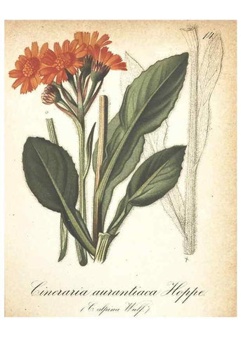 Reproducción/Reproduction 7163730153: Die Alpenpflanzen nach der Natur gemalt /. Prag :F. Tempsky,1879-1884.