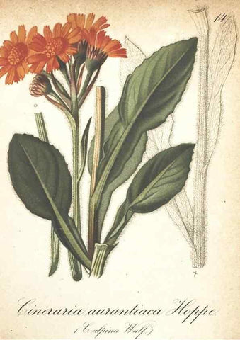 Reproducción/Reproduction 7163730153: Die Alpenpflanzen nach der Natur gemalt /. Prag :F. Tempsky,1879-1884.