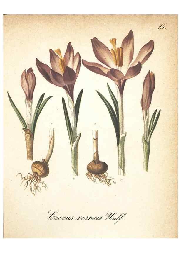 Reproducción/Reproduction 7163730855: Die Alpenpflanzen nach der Natur gemalt /. Prag :F. Tempsky,1879-1884.