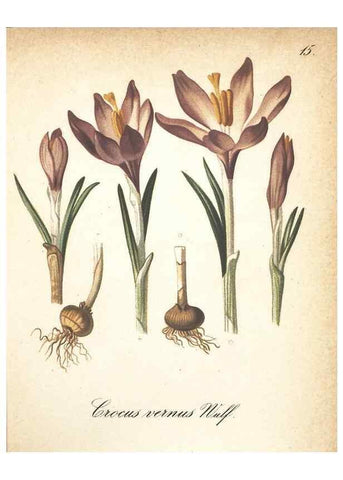 Reproducción/Reproduction 7163730855: Die Alpenpflanzen nach der Natur gemalt /. Prag :F. Tempsky,1879-1884.