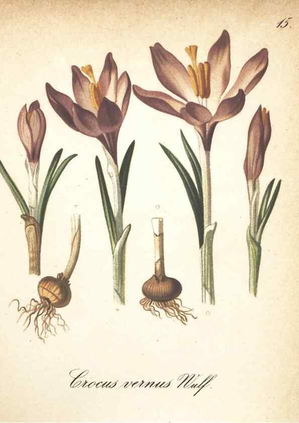 Reproducción/Reproduction 7163730855: Die Alpenpflanzen nach der Natur gemalt /. Prag :F. Tempsky,1879-1884.