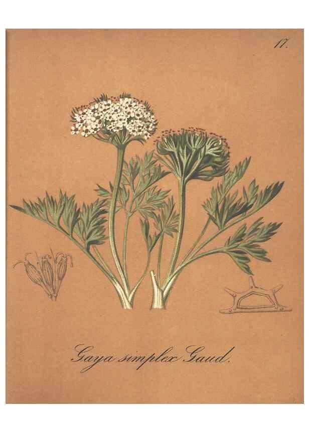 Reproducción/Reproduction 7348942964: Die Alpenpflanzen nach der Natur gemalt /. Prag :F. Tempsky,1879-1884.