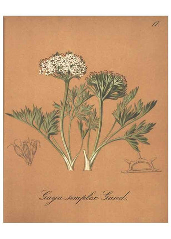 Reproducción/Reproduction 7348942964: Die Alpenpflanzen nach der Natur gemalt /. Prag :F. Tempsky,1879-1884.