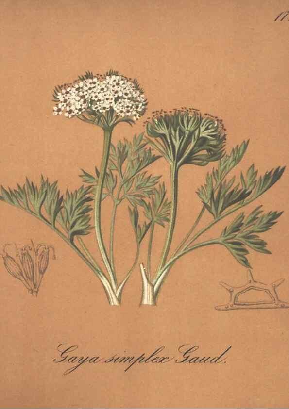 Reproducción/Reproduction 7348942964: Die Alpenpflanzen nach der Natur gemalt /. Prag :F. Tempsky,1879-1884.