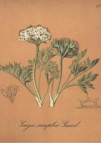 Reproducción/Reproduction 7348942964: Die Alpenpflanzen nach der Natur gemalt /. Prag :F. Tempsky,1879-1884.