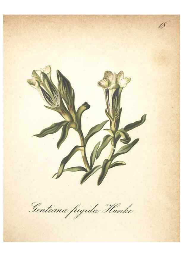 Reproducción/Reproduction 7348943594: Die Alpenpflanzen nach der Natur gemalt /. Prag :F. Tempsky,1879-1884.