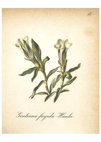 Reproducción/Reproduction 7348943594: Die Alpenpflanzen nach der Natur gemalt /. Prag :F. Tempsky,1879-1884.