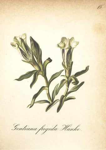 Reproducción/Reproduction 7348943594: Die Alpenpflanzen nach der Natur gemalt /. Prag :F. Tempsky,1879-1884.
