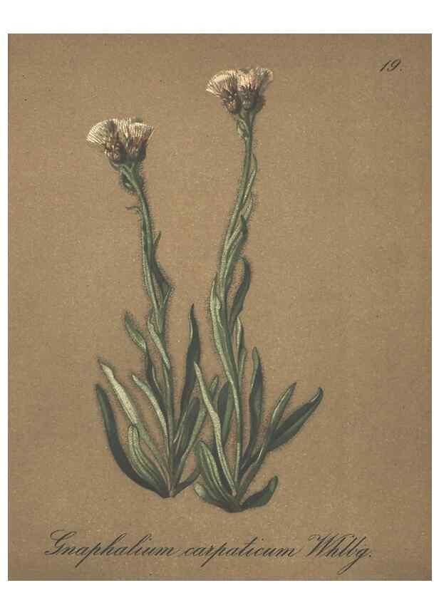 Reproducción/Reproduction 7348944394: Die Alpenpflanzen nach der Natur gemalt /. Prag :F. Tempsky,1879-1884.