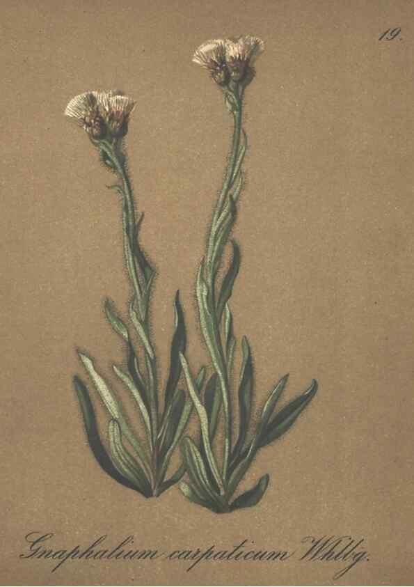 Reproducción/Reproduction 7348944394: Die Alpenpflanzen nach der Natur gemalt /. Prag :F. Tempsky,1879-1884.