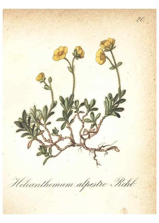 Reproducción/Reproduction 7348945080: Die Alpenpflanzen nach der Natur gemalt /. Prag :F. Tempsky,1879-1884.