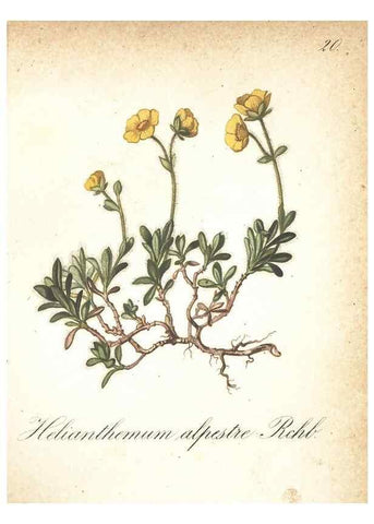 Reproducción/Reproduction 7348945080: Die Alpenpflanzen nach der Natur gemalt /. Prag :F. Tempsky,1879-1884.