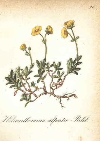 Reproducción/Reproduction 7348945080: Die Alpenpflanzen nach der Natur gemalt /. Prag :F. Tempsky,1879-1884.