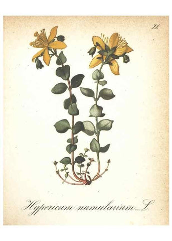 Reproducción/Reproduction 7163735237: Die Alpenpflanzen nach der Natur gemalt /. Prag :F. Tempsky,1879-1884.