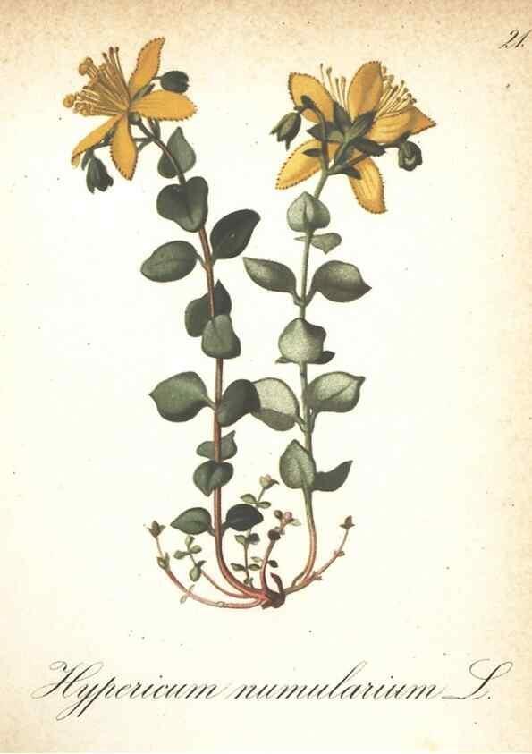 Reproducción/Reproduction 7163735237: Die Alpenpflanzen nach der Natur gemalt /. Prag :F. Tempsky,1879-1884.
