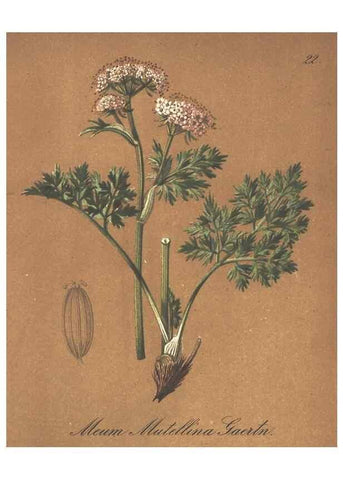 Reproducción/Reproduction 7163735995: Die Alpenpflanzen nach der Natur gemalt /. Prag :F. Tempsky,1879-1884.