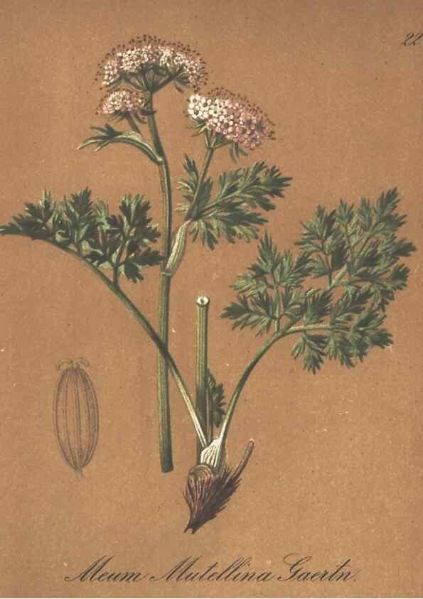 Reproducción/Reproduction 7163735995: Die Alpenpflanzen nach der Natur gemalt /. Prag :F. Tempsky,1879-1884.