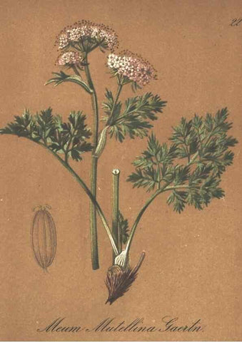 Reproducción/Reproduction 7163735995: Die Alpenpflanzen nach der Natur gemalt /. Prag :F. Tempsky,1879-1884.