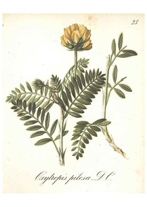 Reproducción/Reproduction 7163736775: Die Alpenpflanzen nach der Natur gemalt /. Prag :F. Tempsky,1879-1884.