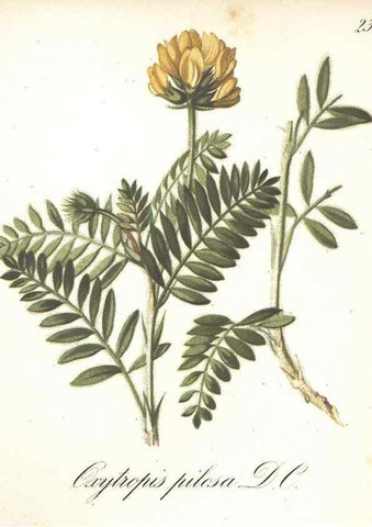 Reproducción/Reproduction 7163736775: Die Alpenpflanzen nach der Natur gemalt /. Prag :F. Tempsky,1879-1884.