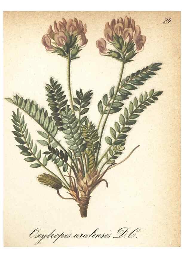 Reproducción/Reproduction 7163738107: Die Alpenpflanzen nach der Natur gemalt /. Prag :F. Tempsky,1879-1884.