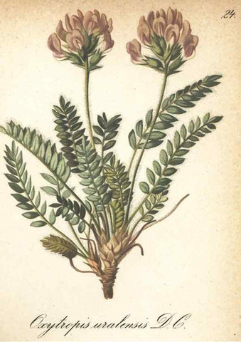 Reproducción/Reproduction 7163738107: Die Alpenpflanzen nach der Natur gemalt /. Prag :F. Tempsky,1879-1884.