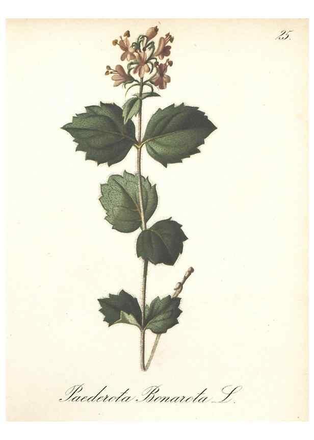 Reproducción/Reproduction 7348949316: Die Alpenpflanzen nach der Natur gemalt /. Prag :F. Tempsky,1879-1884.