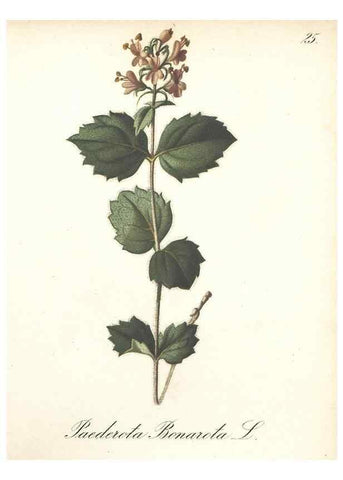 Reproducción/Reproduction 7348949316: Die Alpenpflanzen nach der Natur gemalt /. Prag :F. Tempsky,1879-1884.