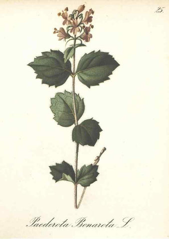Reproducción/Reproduction 7348949316: Die Alpenpflanzen nach der Natur gemalt /. Prag :F. Tempsky,1879-1884.