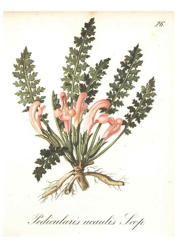 Reproducción/Reproduction 7348950112: Die Alpenpflanzen nach der Natur gemalt /. Prag :F. Tempsky,1879-1884.