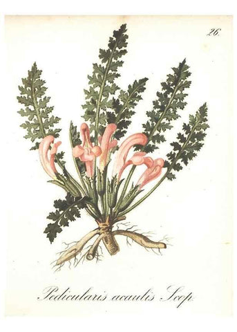 Reproducción/Reproduction 7348950112: Die Alpenpflanzen nach der Natur gemalt /. Prag :F. Tempsky,1879-1884.