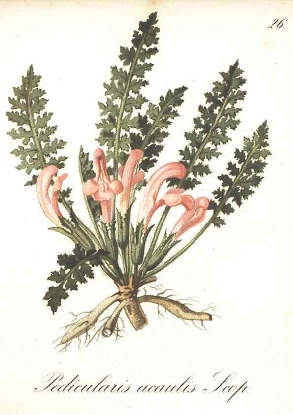 Reproducción/Reproduction 7348950112: Die Alpenpflanzen nach der Natur gemalt /. Prag :F. Tempsky,1879-1884.