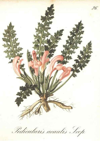 Reproducción/Reproduction 7348950112: Die Alpenpflanzen nach der Natur gemalt /. Prag :F. Tempsky,1879-1884.