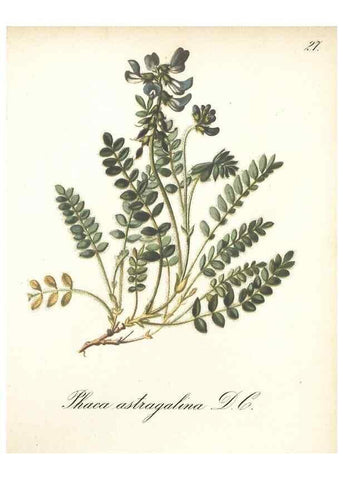 Reproducción/Reproduction 7348950846: Die Alpenpflanzen nach der Natur gemalt /. Prag :F. Tempsky,1879-1884.