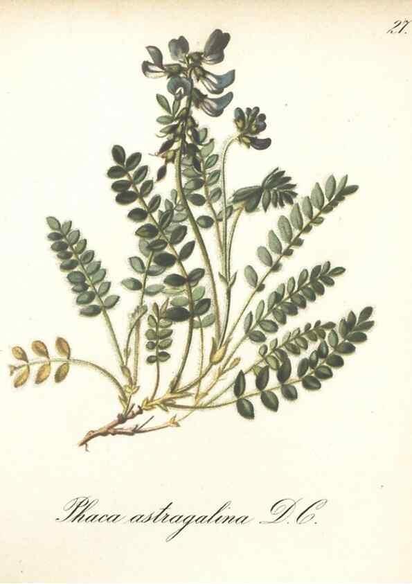 Reproducción/Reproduction 7348950846: Die Alpenpflanzen nach der Natur gemalt /. Prag :F. Tempsky,1879-1884.