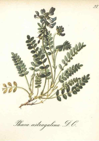Reproducción/Reproduction 7348950846: Die Alpenpflanzen nach der Natur gemalt /. Prag :F. Tempsky,1879-1884.