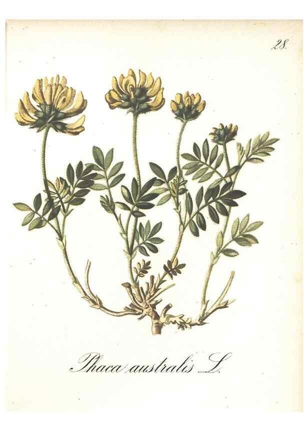 Reproducción/Reproduction 7348951930: Die Alpenpflanzen nach der Natur gemalt /. Prag :F. Tempsky,1879-1884.