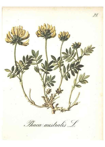 Reproducción/Reproduction 7348951930: Die Alpenpflanzen nach der Natur gemalt /. Prag :F. Tempsky,1879-1884.
