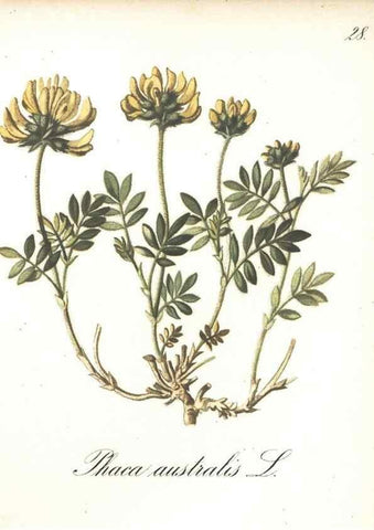 Reproducción/Reproduction 7348951930: Die Alpenpflanzen nach der Natur gemalt /. Prag :F. Tempsky,1879-1884.