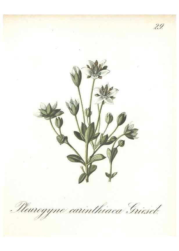 Reproducción/Reproduction 7348952594: Die Alpenpflanzen nach der Natur gemalt /. Prag :F. Tempsky,1879-1884.