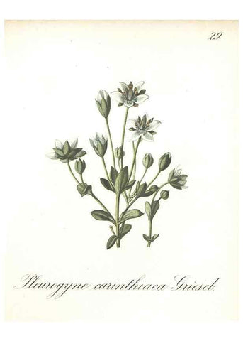 Reproducción/Reproduction 7348952594: Die Alpenpflanzen nach der Natur gemalt /. Prag :F. Tempsky,1879-1884.