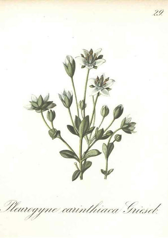 Reproducción/Reproduction 7348952594: Die Alpenpflanzen nach der Natur gemalt /. Prag :F. Tempsky,1879-1884.