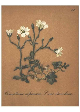 Reproducción/Reproduction 7348939730: Die Alpenpflanzen nach der Natur gemalt /. Prag :F. Tempsky,1879-1884.
