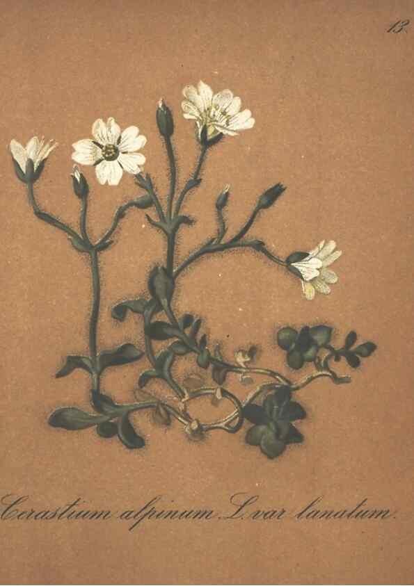 Reproducción/Reproduction 7348939730: Die Alpenpflanzen nach der Natur gemalt /. Prag :F. Tempsky,1879-1884.