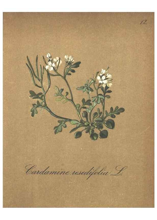 Reproducción/Reproduction 7348938810: Die Alpenpflanzen nach der Natur gemalt /. Prag :F. Tempsky,1879-1884.