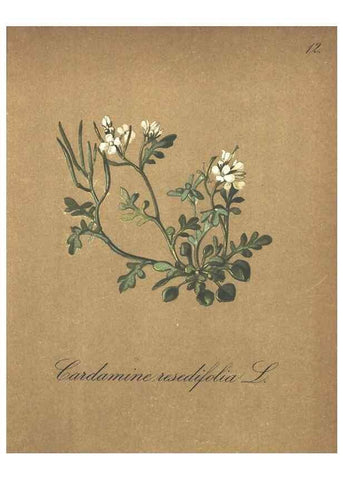 Reproducción/Reproduction 7348938810: Die Alpenpflanzen nach der Natur gemalt /. Prag :F. Tempsky,1879-1884.
